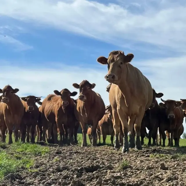Troupeau de vaches limousines au pré